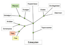 system justification
